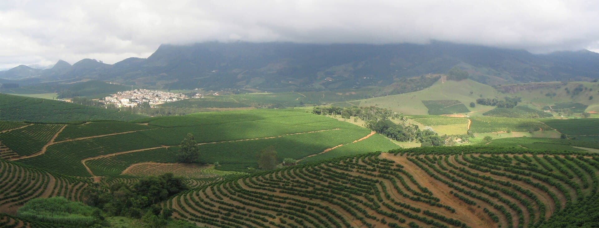 Coffee growing region