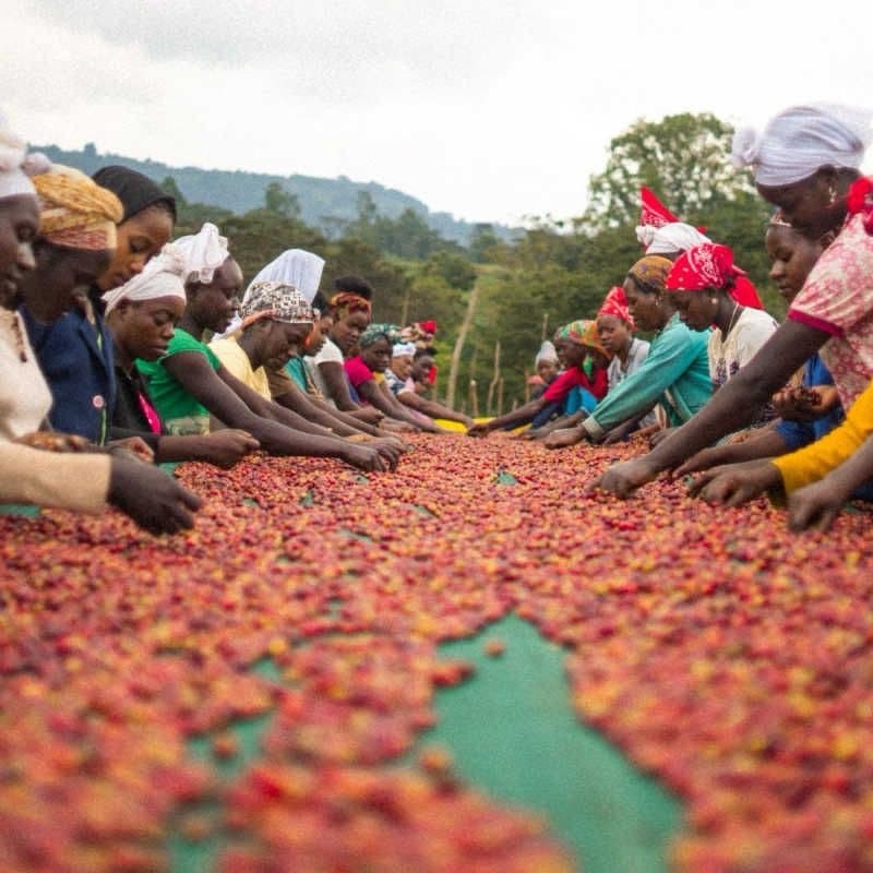 Farmers sorting cherry together on a drying tarp