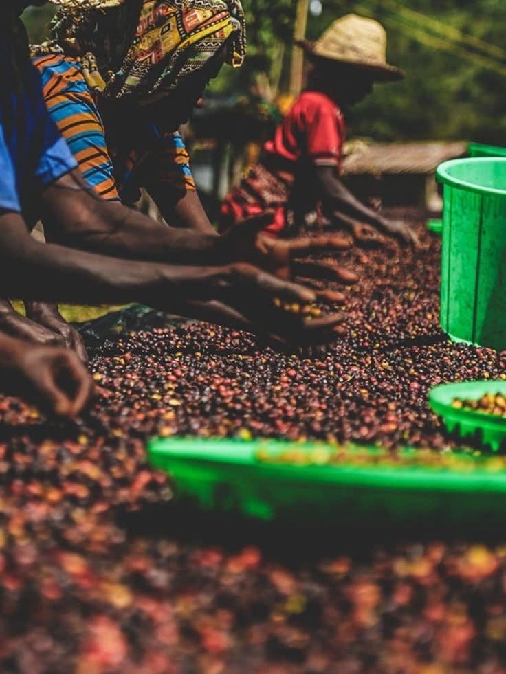 Eastern Uganda Ground Roast (Bugisu) — 250g pack
